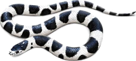 California King Snake