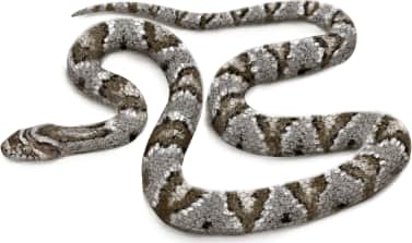 Sonoran Lyre Snake