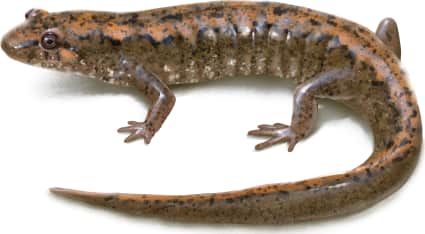 Max Patch Dusky Salamander