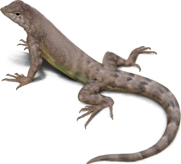 Greater Earless Lizard — Greater Earless Lizard Female