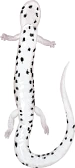 Four-toed Salamander — Underside