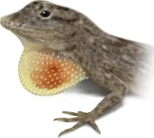 Bark Anole — Dewlap
