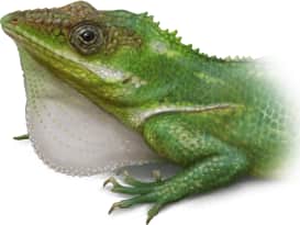 Knight Anole — Dewlap