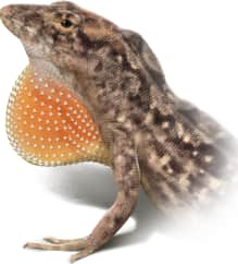 Brown Anole — Dewlap