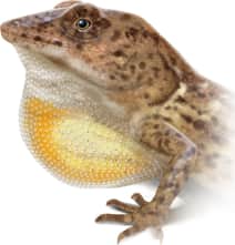 Hispaniolan Stout Anole — Dewlap