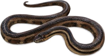 Saltmarsh Snake