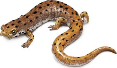 Four-toed Salamander