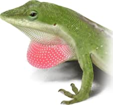 Green Anole — Dewlap