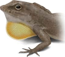 Crested Anole — Dewlap