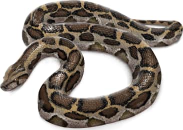 Burmese Python