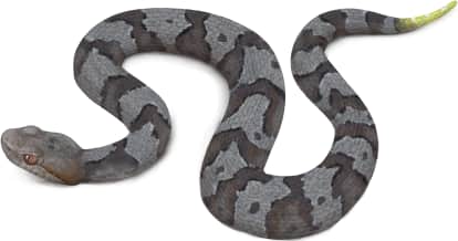 Eastern Copperhead — Juvenile Copperhead