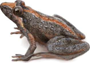 Southern Cricket Frog — With orange stripe