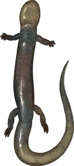 Southern California Slender Salamander