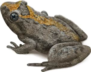 Northern Cricket Frog — With orange stripe