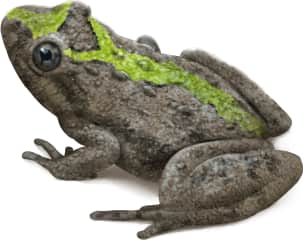 Blanchard's Cricket Frog