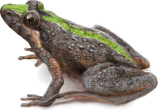 Southern Cricket Frog