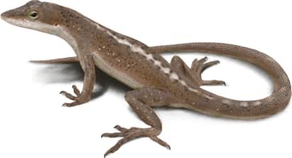 Green Anole — May be brown in colder temperatures