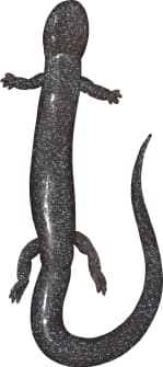 Black-bellied Slender Salamander