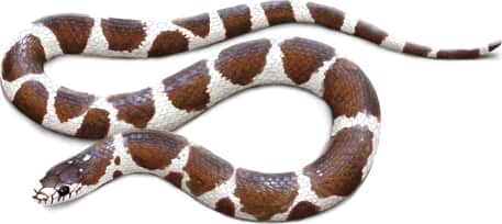 California King Snake — Brown and white form