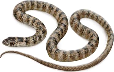 Coachwhip — Juvenile