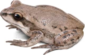 Upland Chorus Frog