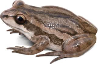 Western Chorus Frog