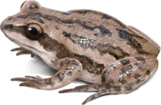 Boreal Chorus Frog