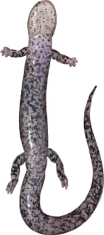 Eastern Red-backed Salamander — Underside
