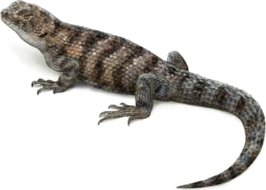 Granite Spiny Lizard — Female