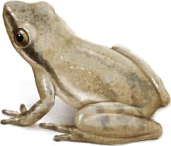 Little Grass Frog