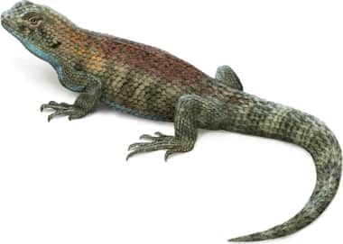 Granite Spiny Lizard — Male