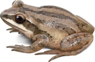 New Jersey Chorus Frog