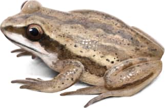 Brimley's Chorus Frog