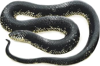 Black Kingsnake
