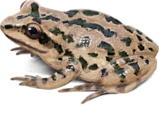Spotted Chorus Frog