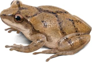 Spring Peeper