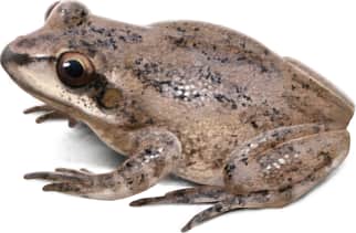 Collinses' Mountain Chorus Frog