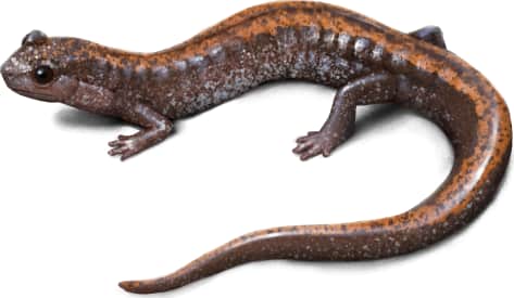 Eastern Red-backed Salamander