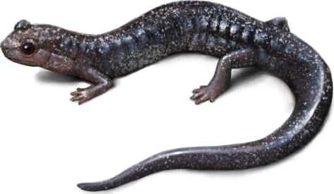 Eastern Red-backed Salamander — Lead-back Phase