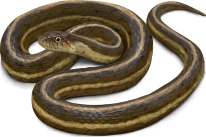 Giant Garter Snake