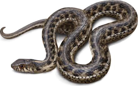 Sierra Garter Snake