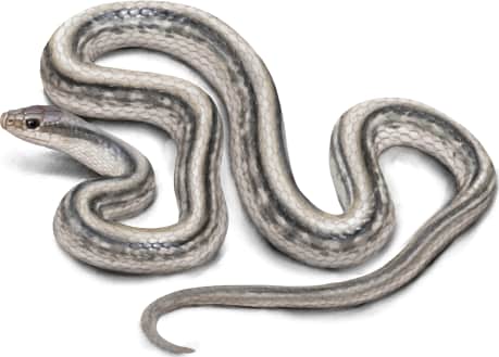 Western Patch-nosed Snake — Mohave Patch-nosed Snake