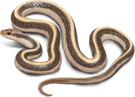 Western Patch-nosed Snake — Coast Patch-nosed Snake
