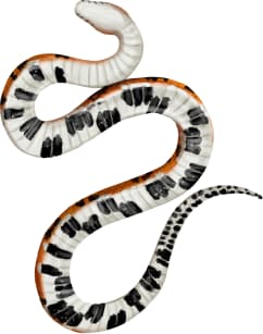 Corn Snake — Underside