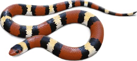 Scarlet Kingsnake