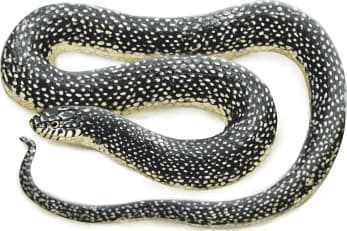 Speckled Kingsnake