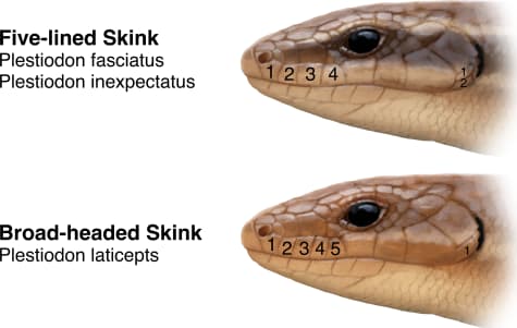Broad-headed Skink — Broad-headed vs Five-lined Skinks