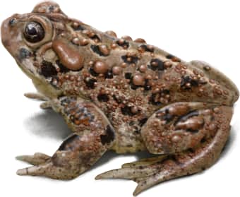 Southern Toad