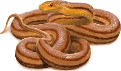 Eastern Ratsnake — Red coloration