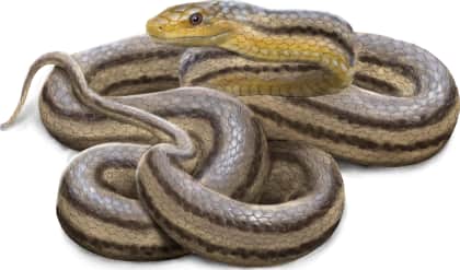 Eastern Ratsnake — Yellow coloration